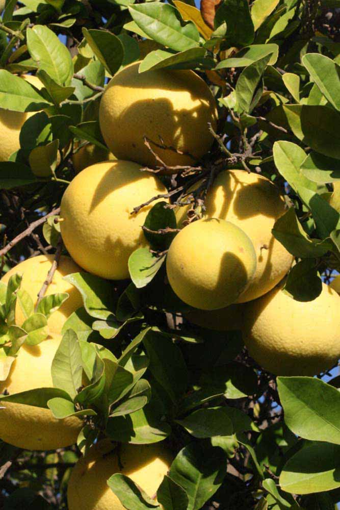              Fruit (Riverside, CA)       